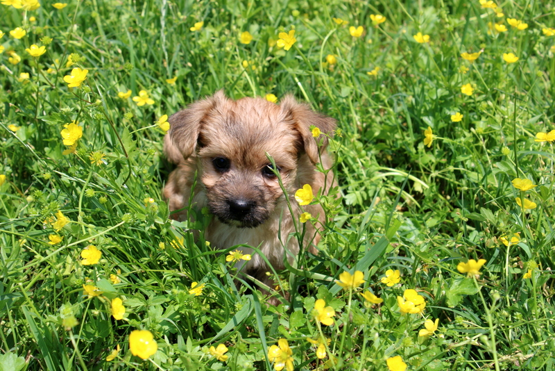 puppy, for, sale, Morkie, Matthew B. Stoltzfus, dog, breeder, Gap, PA, dog-breeder, puppy-for-sale, forsale, nearby, find, puppyfind, locator, puppylocator, aca